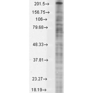 Western blot analysis of Monkey COS transient cell lysate showing detection of Nav1