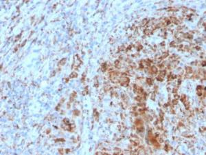 Anti-TIM3 antibody