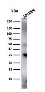 Anti-TIM3 antibody