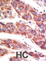 Anti-USP12 Rabbit Polyclonal Antibody