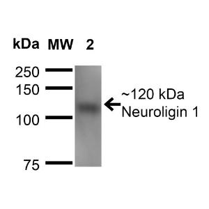 Western blot analysis of mouse brain membrane showing detection of ~120 kDa Neuroligin 1 protein using Anti-Neuroligin 1 Antibody [S97A-31] (A304803) at 1:200 for 16 hours at 4 °C