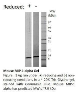 Mouse recombinant MIP-1 alpha/CCL3 (from <i>E. coli</i>)