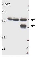 Anti-MAPK3 Rabbit Polyclonal Antibody