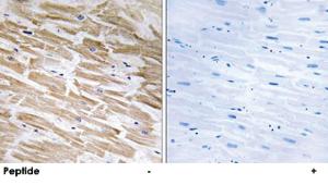 Anti-NEURL2 Rabbit Polyclonal Antibody