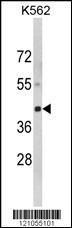 Anti-LUC7-like Rabbit Polyclonal Antibody (AP (Alkaline Phosphatase))