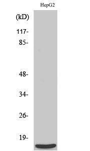 Western blot analysis of various cells using Anti-MRPS36 Antibody