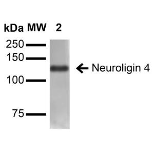 Western blot analysis of mouse brain membrane showing detection of ~125-130 kDa Neuroligin 4 protein using Anti-Neuroligin 4 Antibody [S98-7] (A304804) at 1:1,000 for 16 hours at 4°