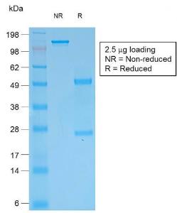 SDS-PAGE analysis of Anti-pan Cytokeratin Antibody [rKRT/457] under non-reduced and reduced conditions; showing intact IgG and intact heavy and light chains, respectively. SDS-PAGE analysis confirms the integrity and purity of the antibody