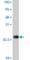 Anti-LRP8 Mouse Polyclonal Antibody