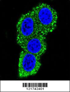 Anti-CD28 Rabbit Polyclonal Antibody (AP (Alkaline Phosphatase))