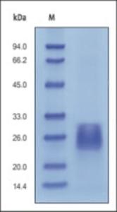 The purity of rh ACVR2B was determined by DTT-reduced (+) SDS-PAGE and staining overnight with Coomassie Blue.