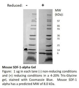 Mouse recombinant SDF-1alpha/CXCL12 (from <i>E. coli</i>)