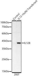 Antibody A309920-100 100 µl