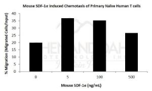 Mouse recombinant SDF-1alpha/CXCL12 (from <i>E. coli</i>)