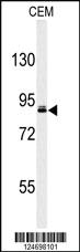 Anti-URGCP Rabbit Polyclonal Antibody [clone: 391CT6.4.3]