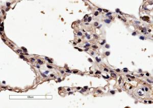 Anti-HRH1 Antibody (A84317) (4 µg/ml) staining of paraffin embedded Human Lung Microwaved antigen retrieval with citrate buffer pH 6, HRP-staining