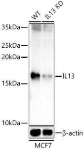 Western blot analysis of extracts from wild type(WT) and IL13 Rabbit polyclonal antibody knockdown (KD) MCF7 cells, using Anti-IL-13 Antibody (A309921) at 1:400 dilution