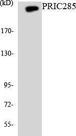 Western blot analysis of the lysates from HT 29 cells using Anti-PRIC285 Antibody