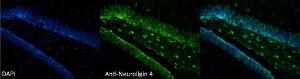 Immunohistochemistry analysis of mouse dentate gyrus, fixed in formaldehyde and paraffin embedded. The Primary Antibody used was Anti-Neuroligin 4 Antibody [S98-7] (A304804) at 1:100. The secondary antibody used was FITC Goat Anti-Mouse (green). Counterstain: DAPI (blue) nuclear stain at 1:1,000.