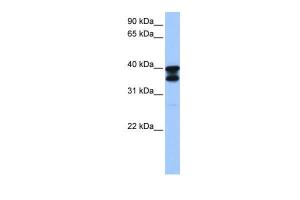 Anti-SLC25A31 Rabbit Polyclonal Antibody