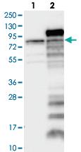 Anti-HEMGN Rabbit Polyclonal Antibody