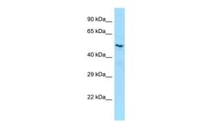 Anti-LILRB5 Rabbit Polyclonal Antibody