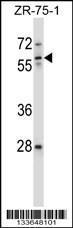 Anti-ICAM3 Rabbit Polyclonal Antibody (APC (Allophycocyanin))