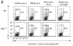 Mouse recombinant IL-27/p28 subunit (from <i>E. coli</i>)