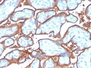 Immunohistochemical analysis of formalin-fixed, paraffin-embedded human placenta using Anti-PD-L1 Antibody [PDL1/4280R]