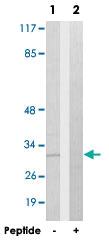 Anti-NXPH1 Rabbit Polyclonal Antibody