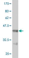 Anti-RUNX2 Mouse Monoclonal Antibody [clone: 4D7]