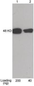 Anti-CBP-tag Rabbit Polyclonal Antibody