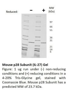 Mouse recombinant IL-27/p28 subunit (from <i>E. coli</i>)