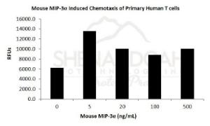 Mouse recombinant MIP-3alpha/CCL20 (from <i>E. coli</i>)