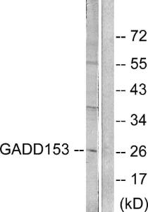 Western blot analysis of lysates from LOVO cells, treated with serum 10% 15' using Anti-GADD153 Antibody. The right hand lane represents a negative control, where the Antibody is blocked by the immunising peptide