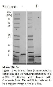 Mouse recombinant EGF (from <i>E. coli</i>)