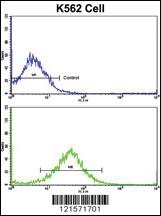 Anti-FPGS Rabbit Polyclonal Antibody