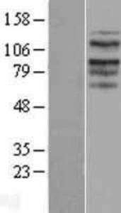 Anti-HIST3H3 Rabbit Polyclonal Antibody