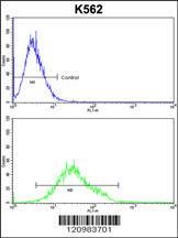 Anti-GTF2I Rabbit Polyclonal Antibody (AP (Alkaline Phosphatase))