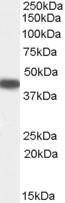 Anti-SERPINB9 Antibody (A84322) (0.5 µg/ml) staining of Human Placenta lysate (35 µg protein in RIPA buffer). Primary incubation was 1 hour. Detected by chemiluminescence