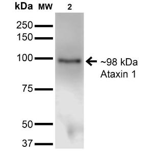 Antibody A304806-100 100 µg