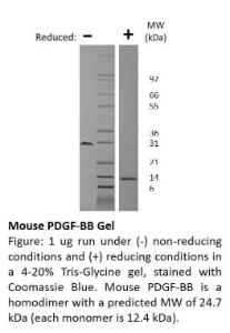 Mouse Recombinant PDGF-BB (from <i>E. coli</i>)