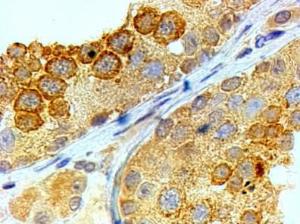 Anti-BOLL Antibody (A82738) (4 µg/ml) staining of paraffin embedded Human Testis. Steamed antigen retrieval with citrate buffer pH 6, HRP-staining