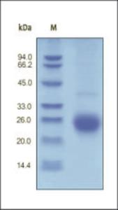 The purity of rh ALK1 was determined by DTT-reduced (+) SDS-PAGE and staining overnight with Coomassie Blue.