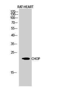 Western blot analysis of rat heart cells using Anti-GADD153 Antibody