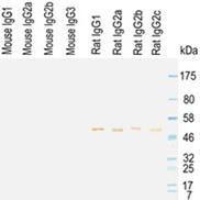 Western blotting result for murine and rat IgG. OLIGOAB01 h recognizes all rat IgG but not murine IgG