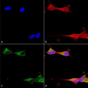 Antibody A304806-100 100 µg