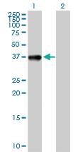 Anti-CIAPIN1 Rabbit Polyclonal Antibody