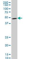 Anti-NDUFV1 Mouse Monoclonal Antibody [clone: 4A7]