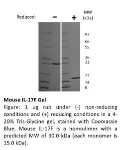 Mouse recombinant IL-17F (from <i>E. coli</i>)